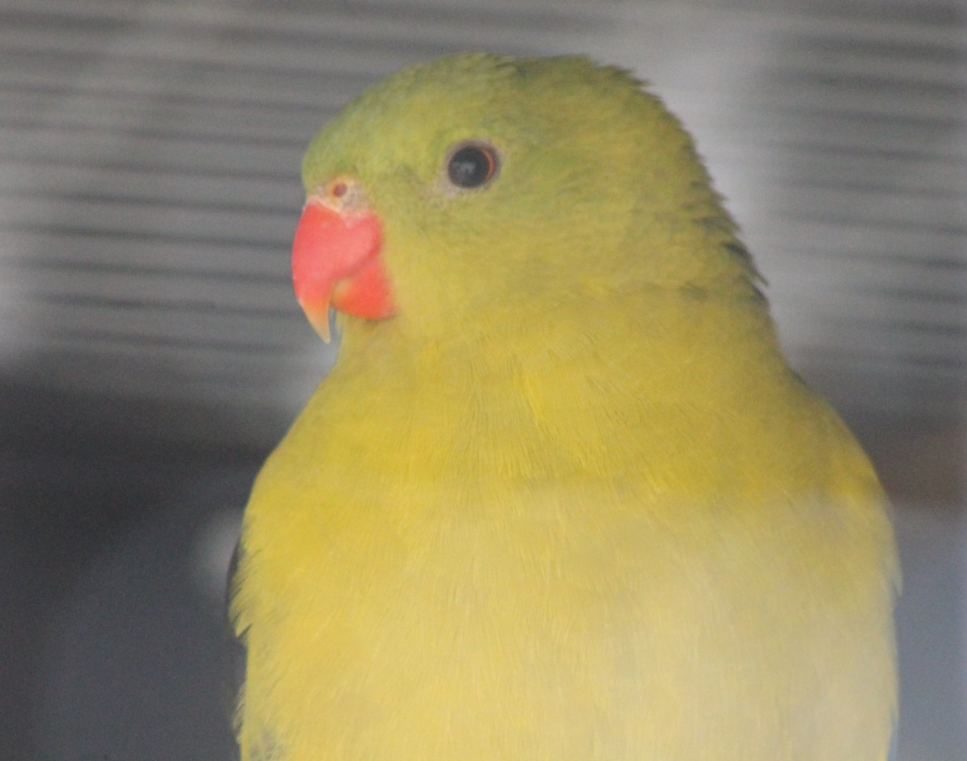 Regent parrot