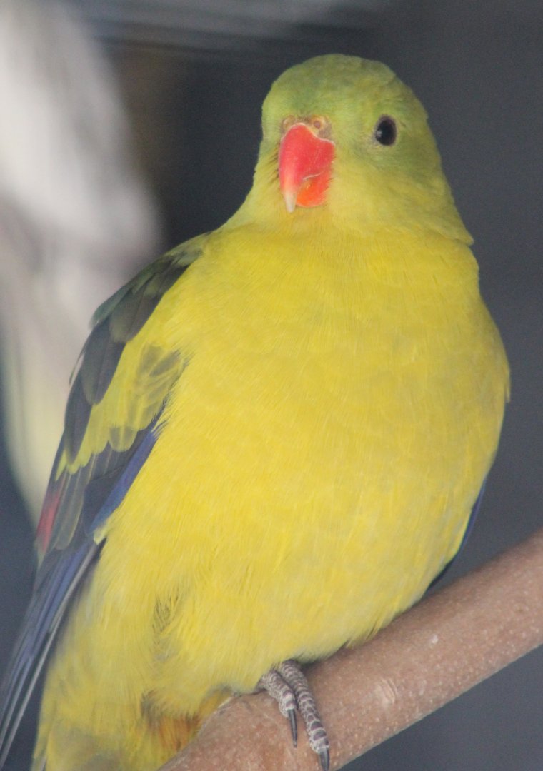 Regent parrot
