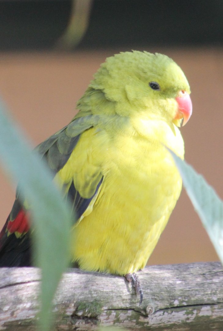 Regent parrot