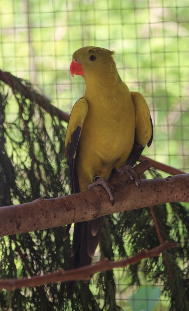 Regent parrot