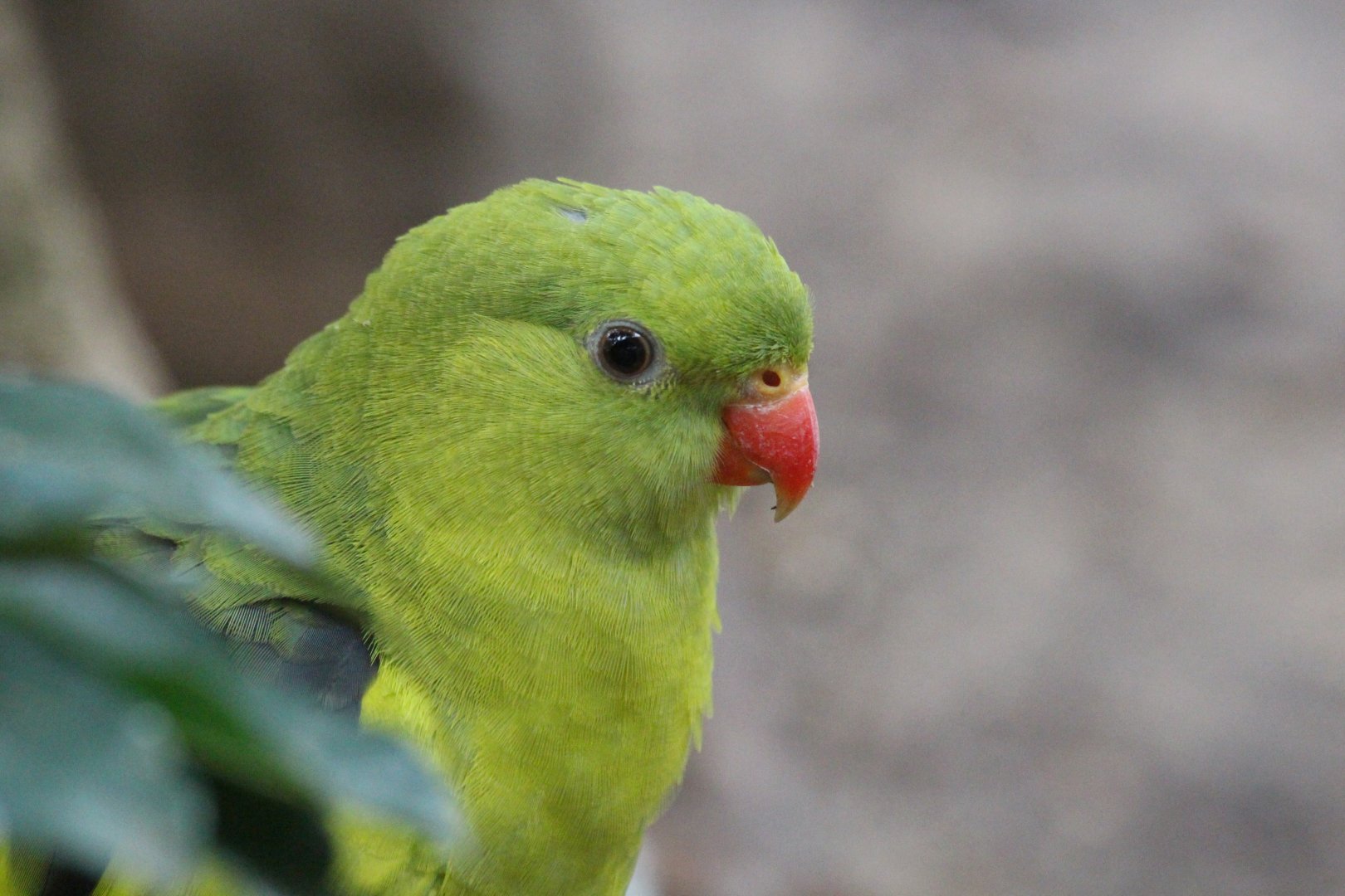 Regent Parrot