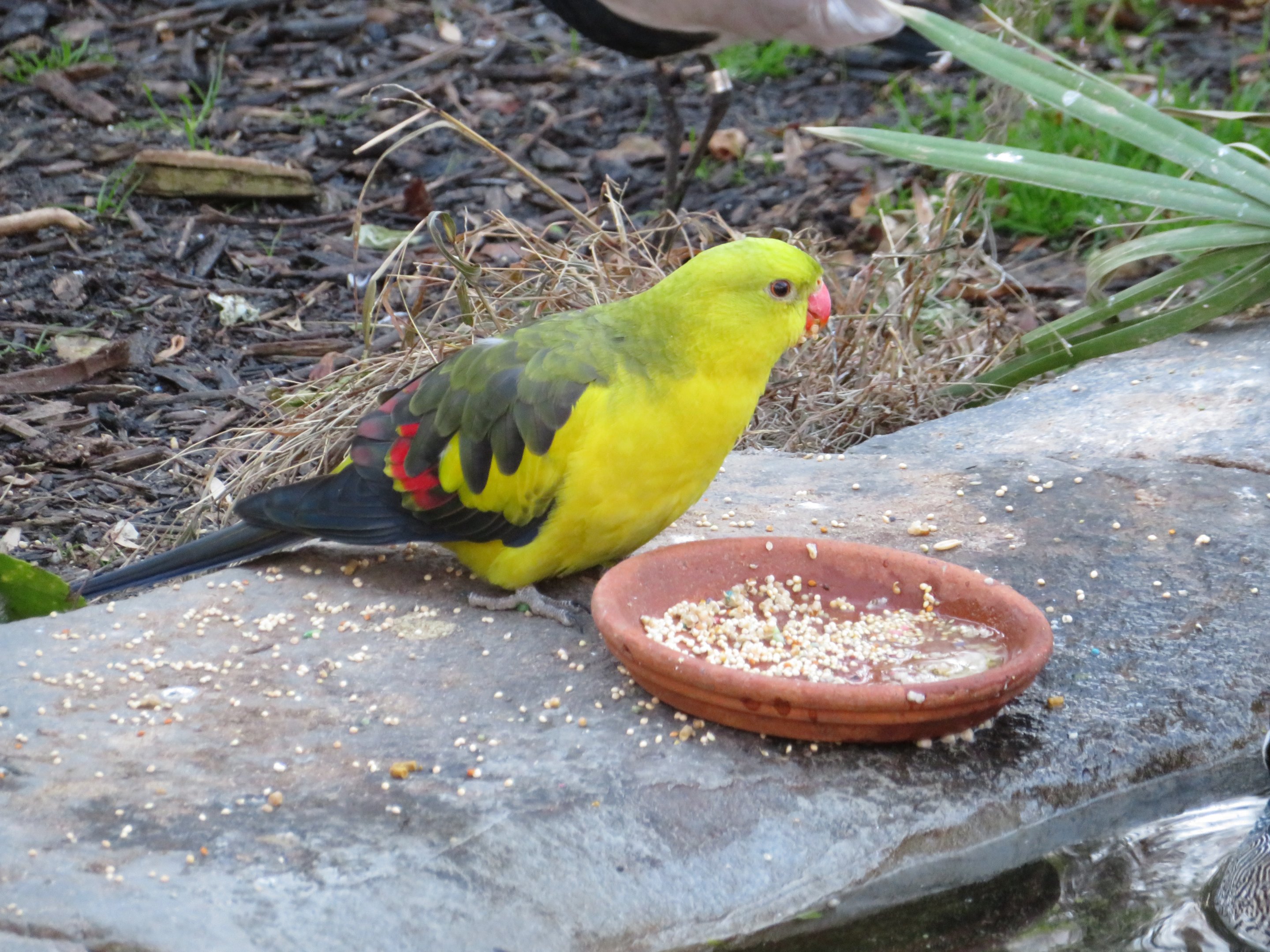 Regent Parrot