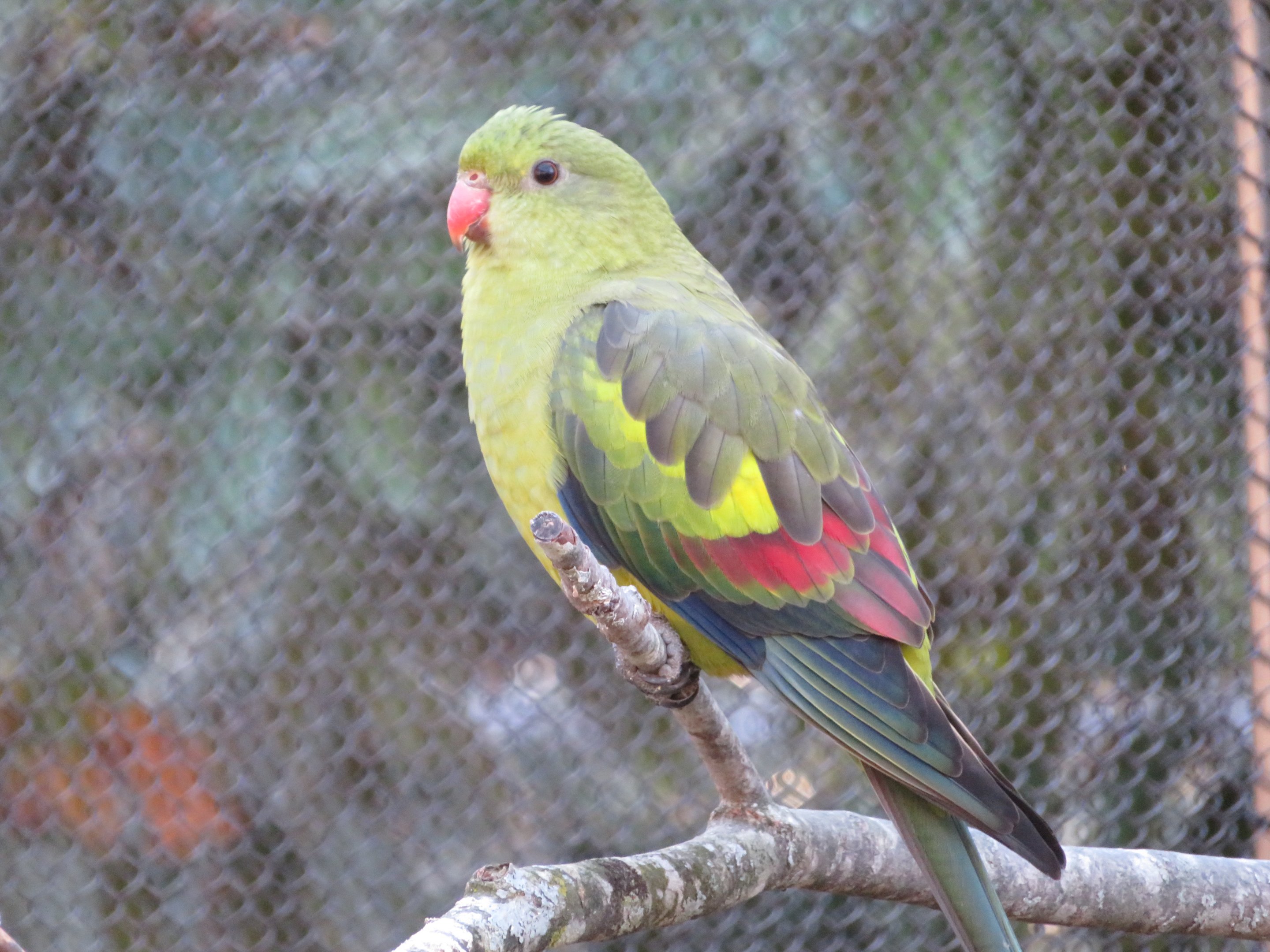 Regent Parrot