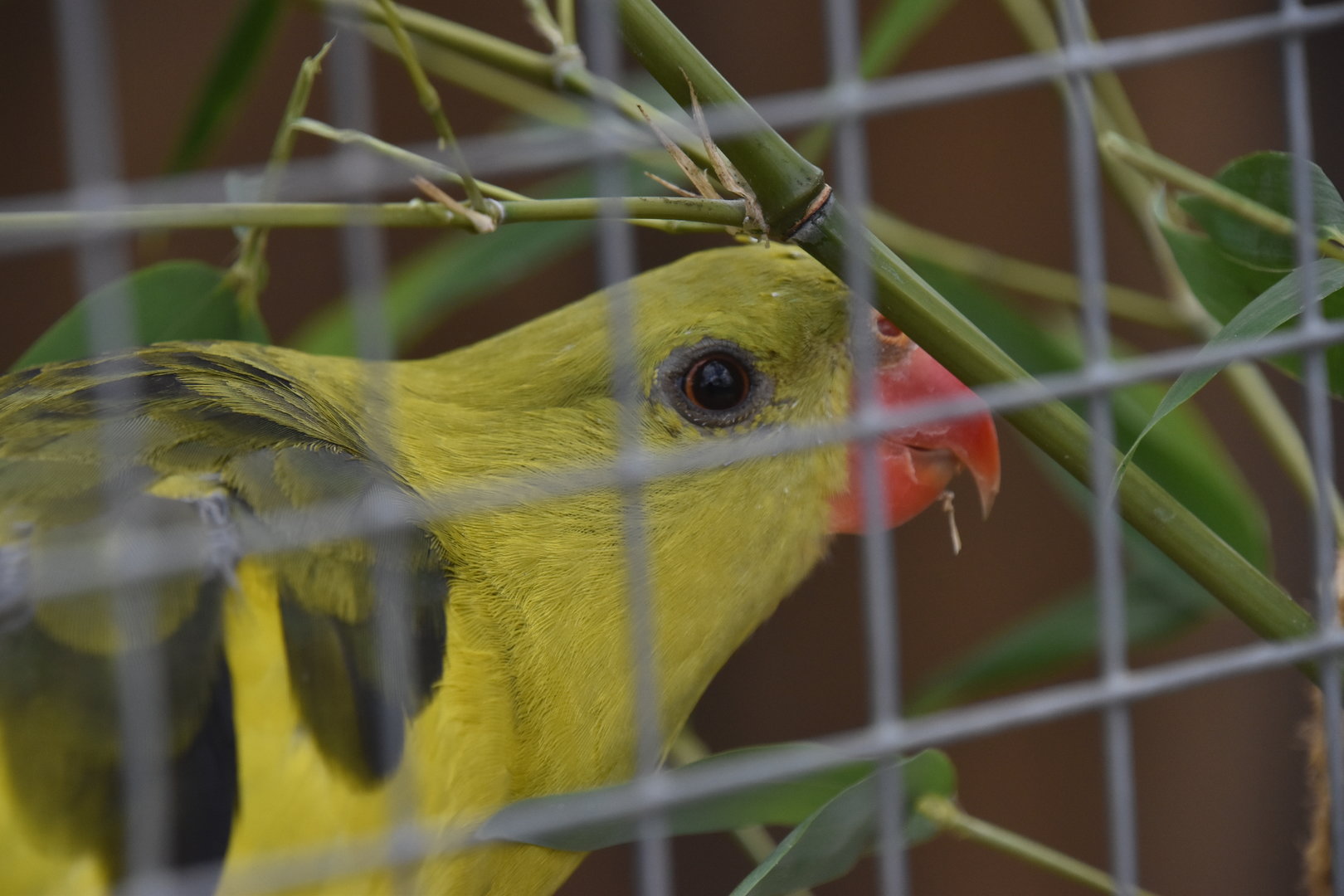 Regent parrot