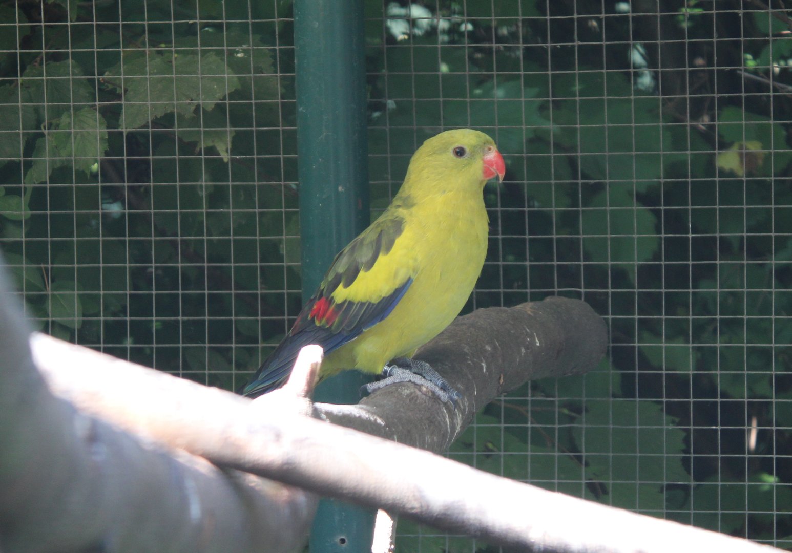 Regent parrot