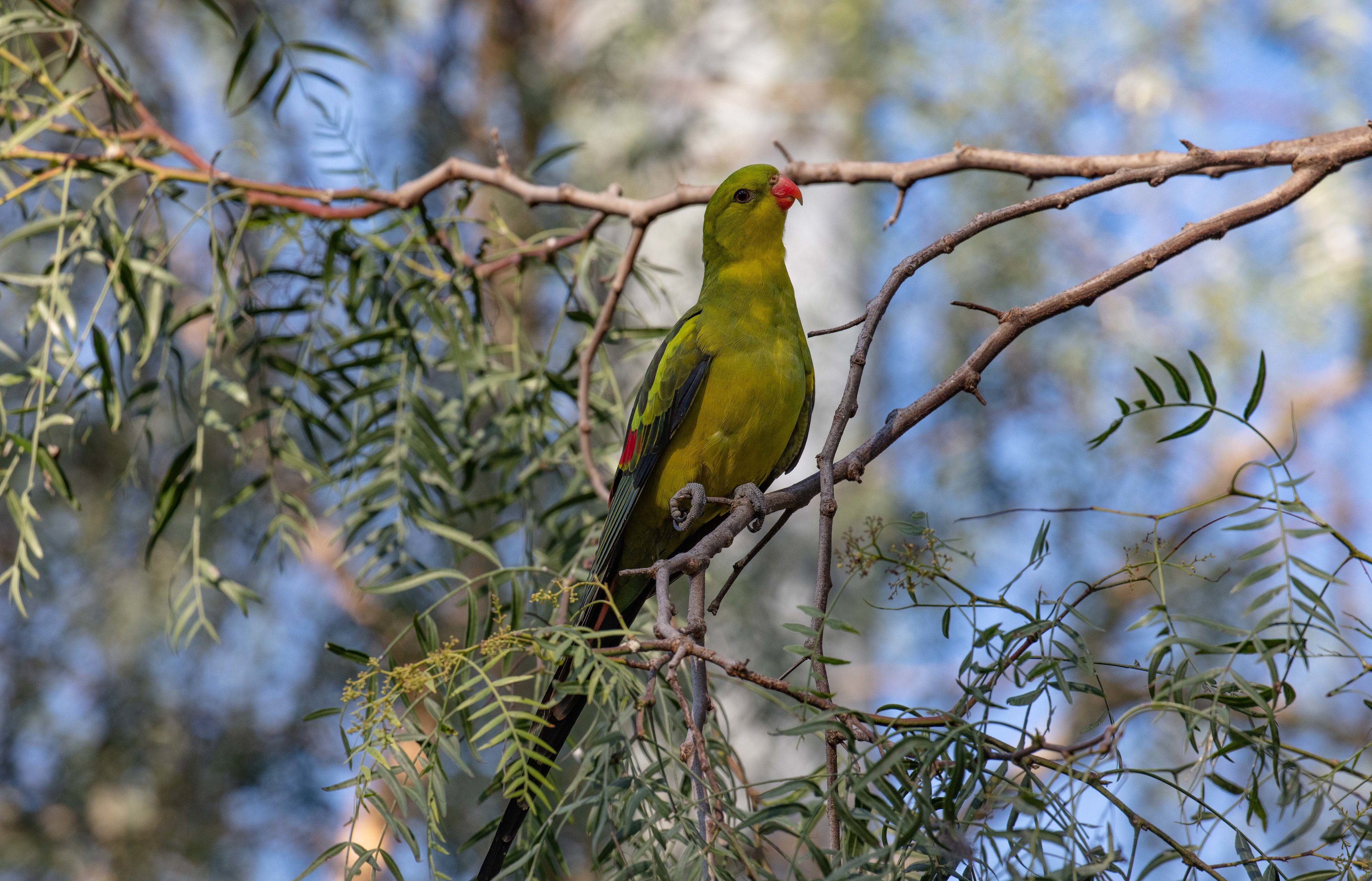 Regent Parrot