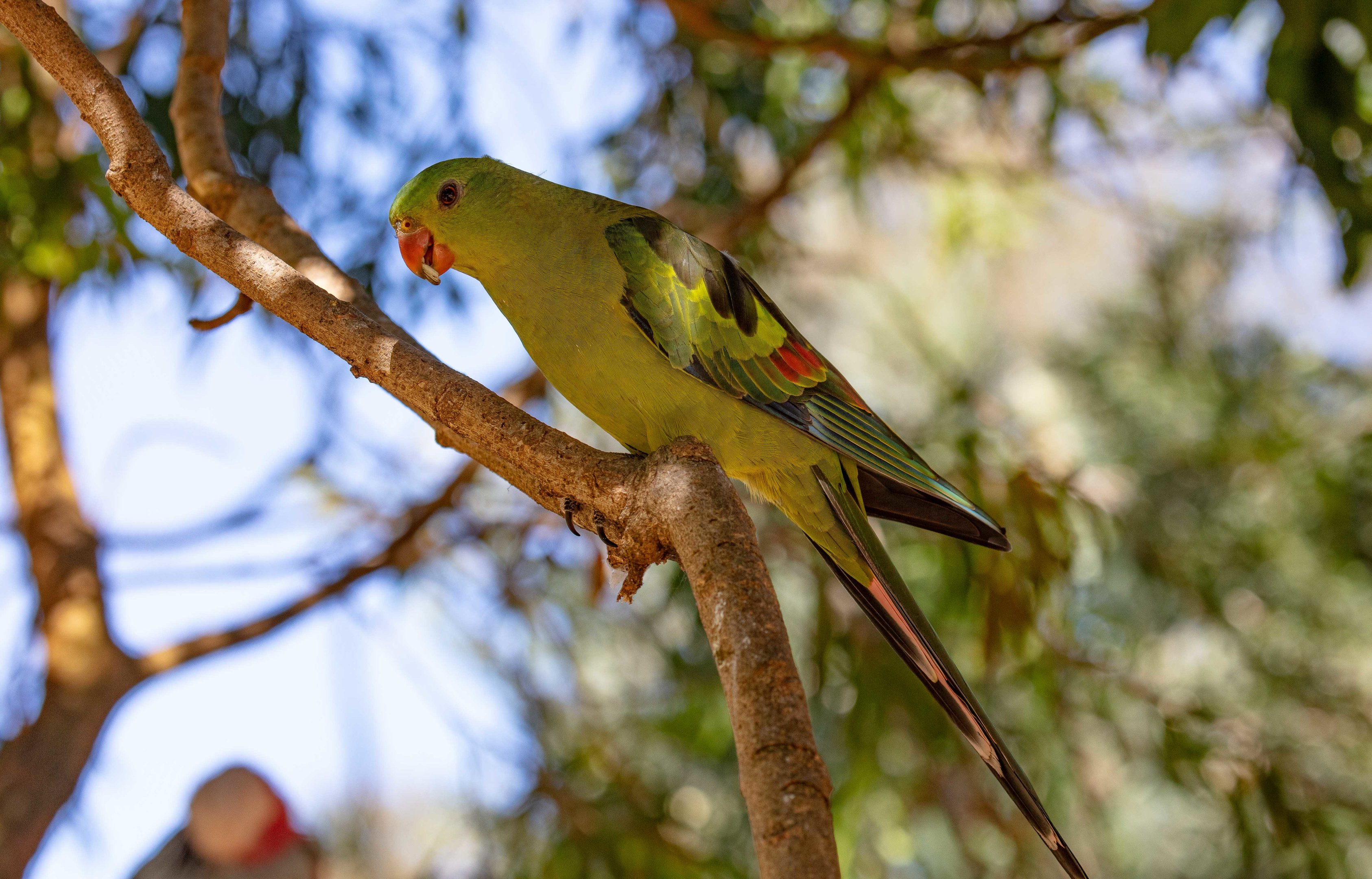 Regent Parrot