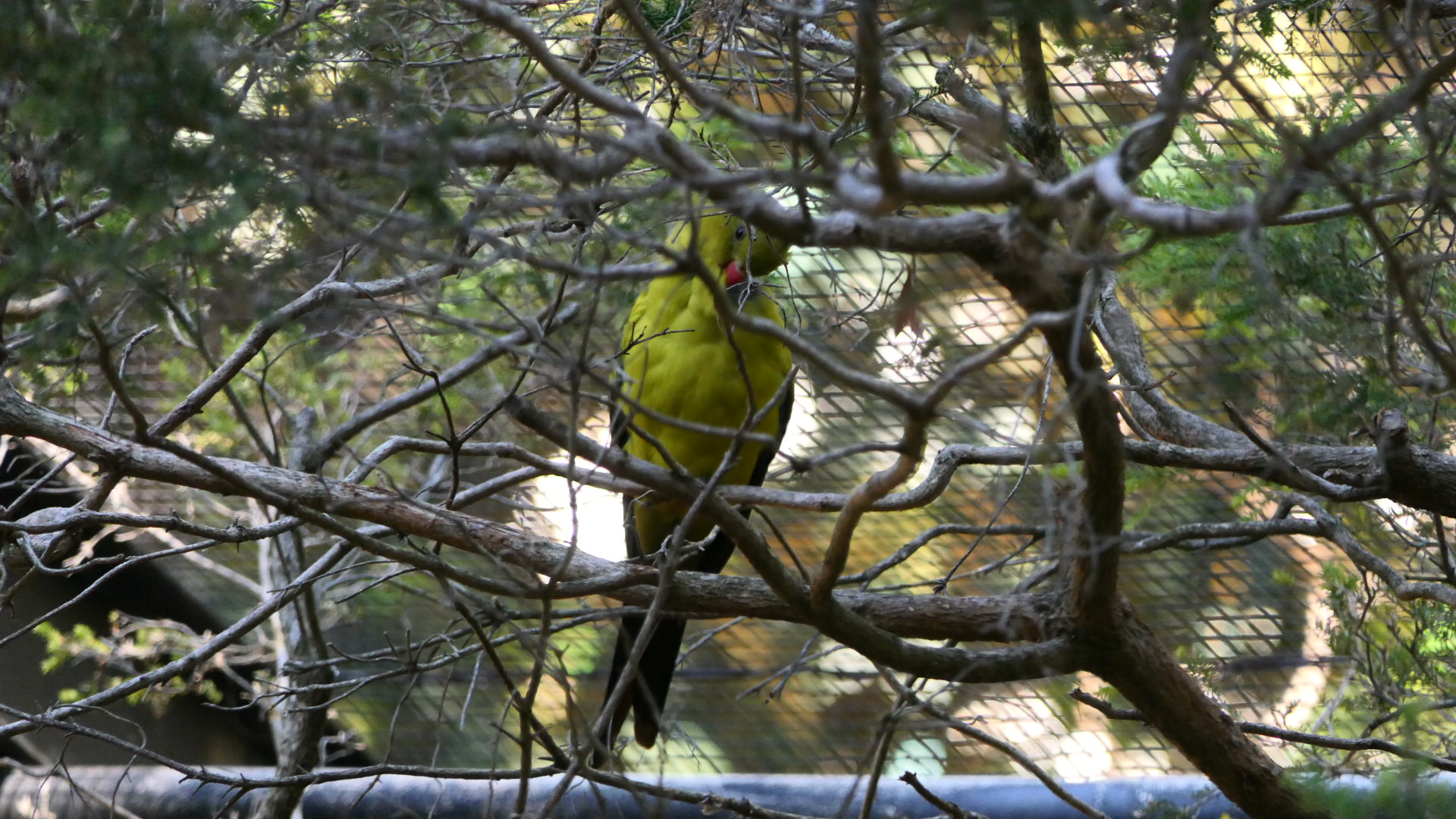 Regent Parrot