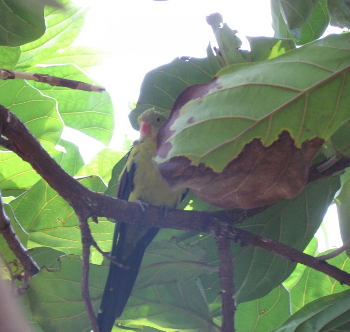 Regent Parrot