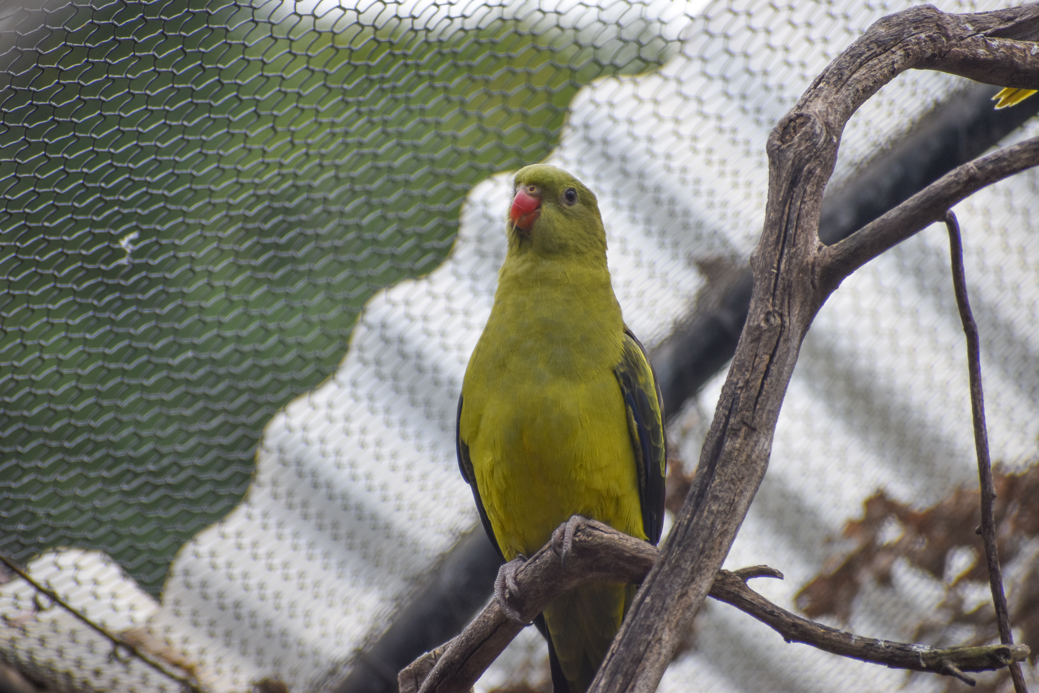 Regent Parrot