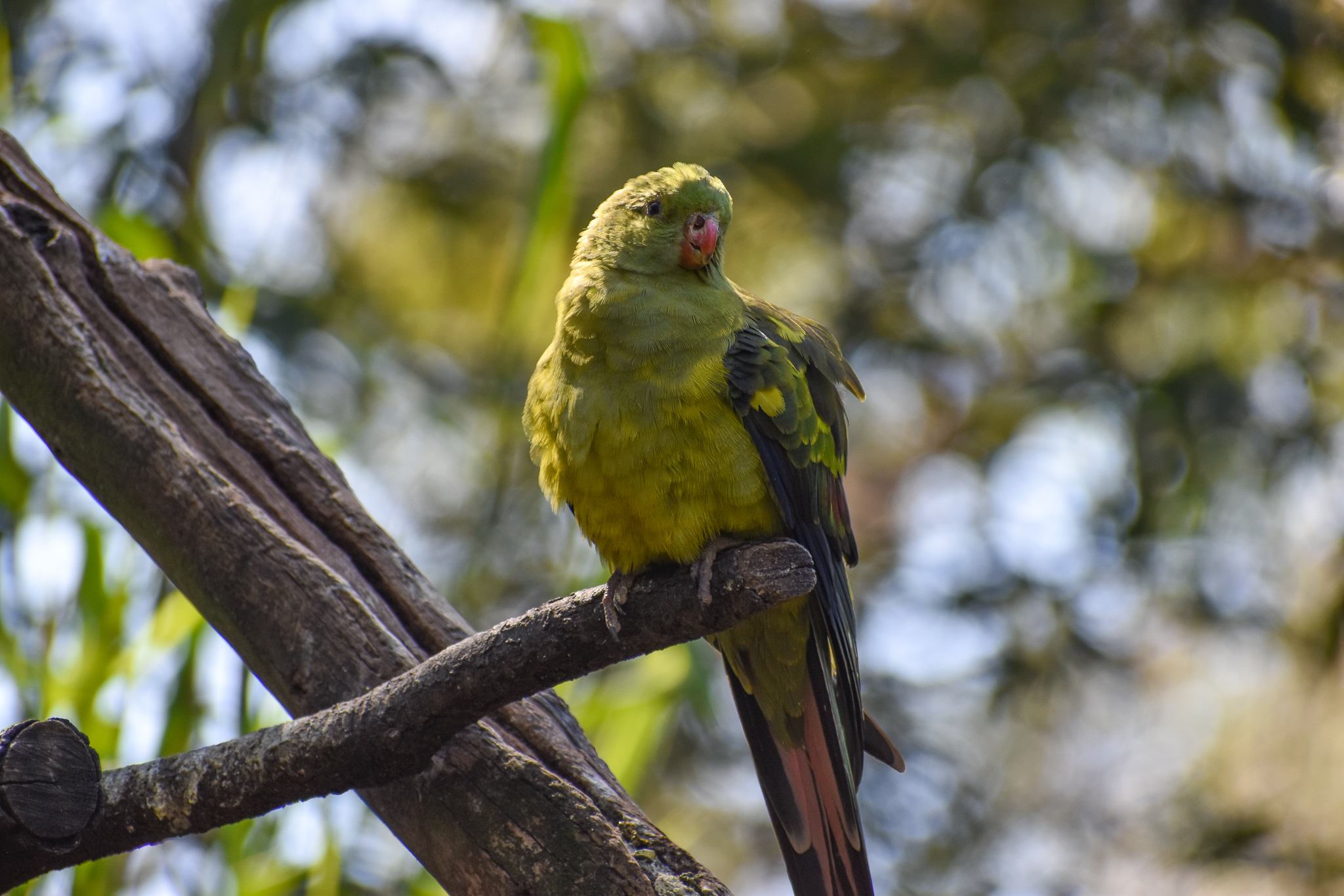 Regent Parrot