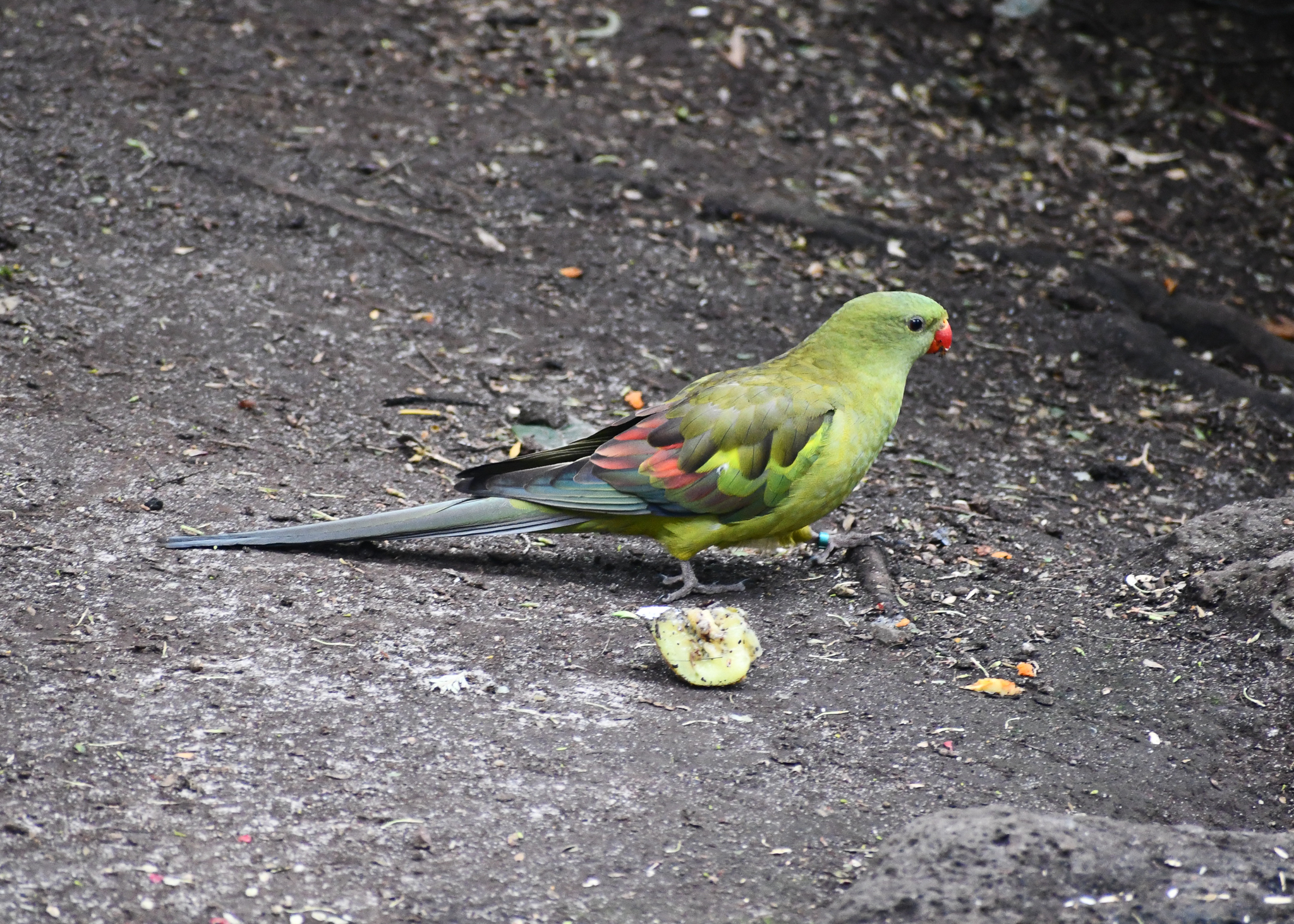 Regent Parrot