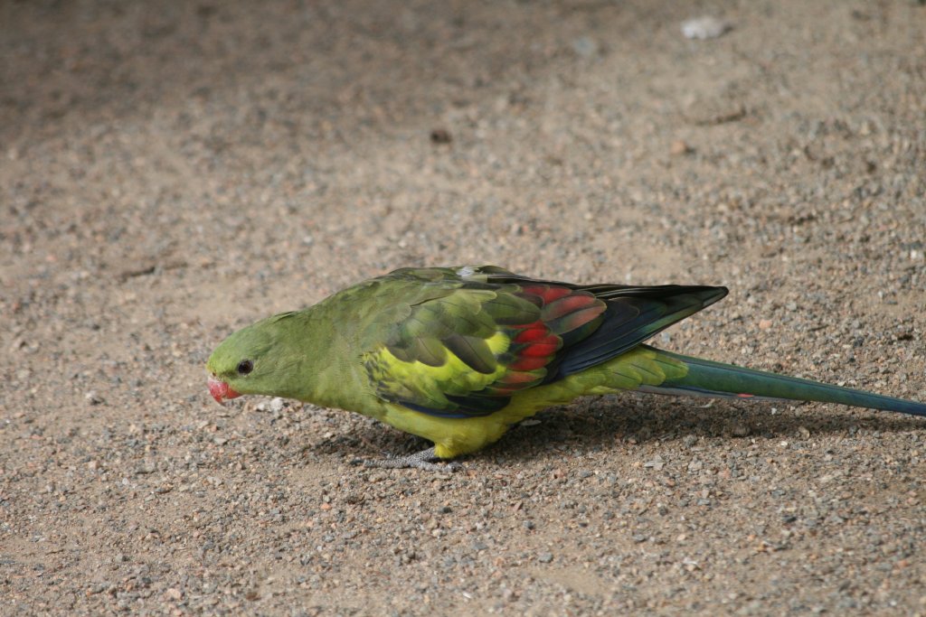Regent Parrot