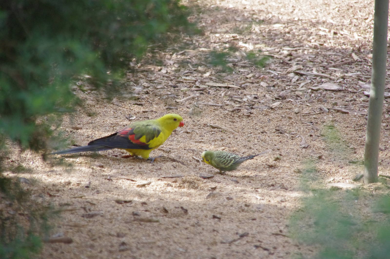 Regents Parrot & a budgie
