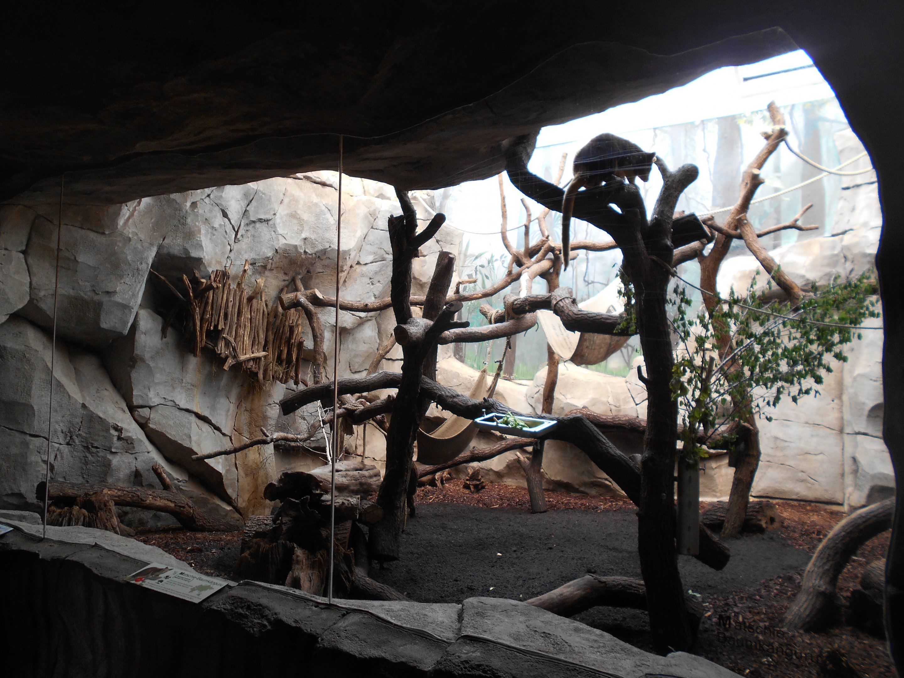 Regenwald - Matschie's Tree Kangaroo enclosure