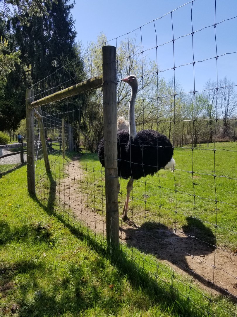 Reggie (Ostrich)