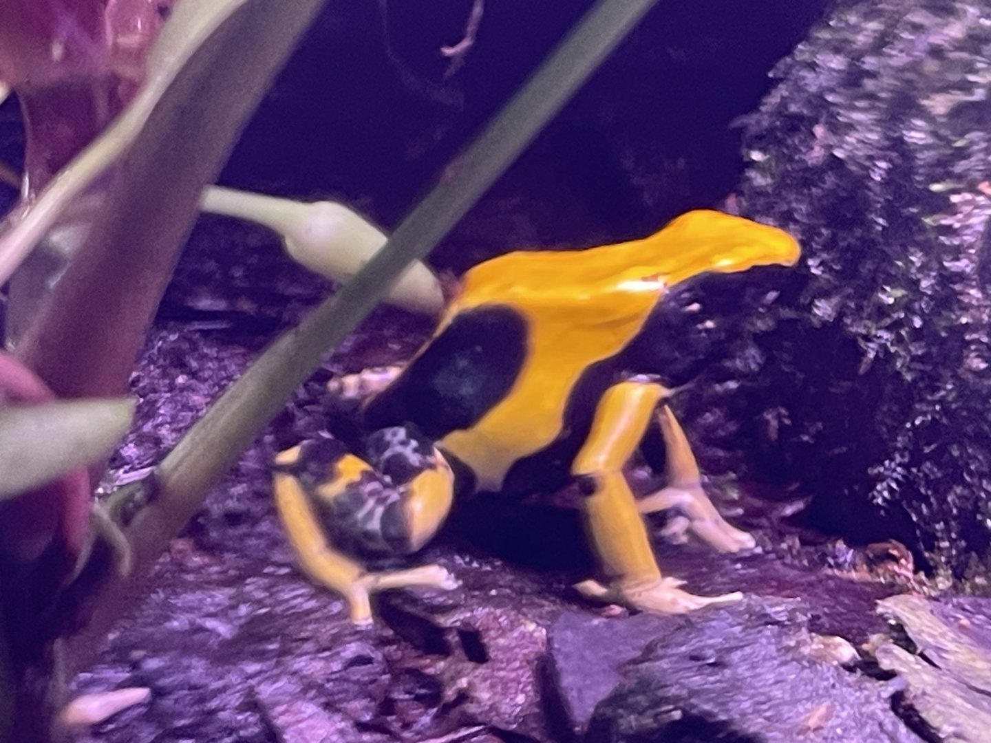 regina dyeing poison dart frog (dendrobates tinctorius “regina”) (1)