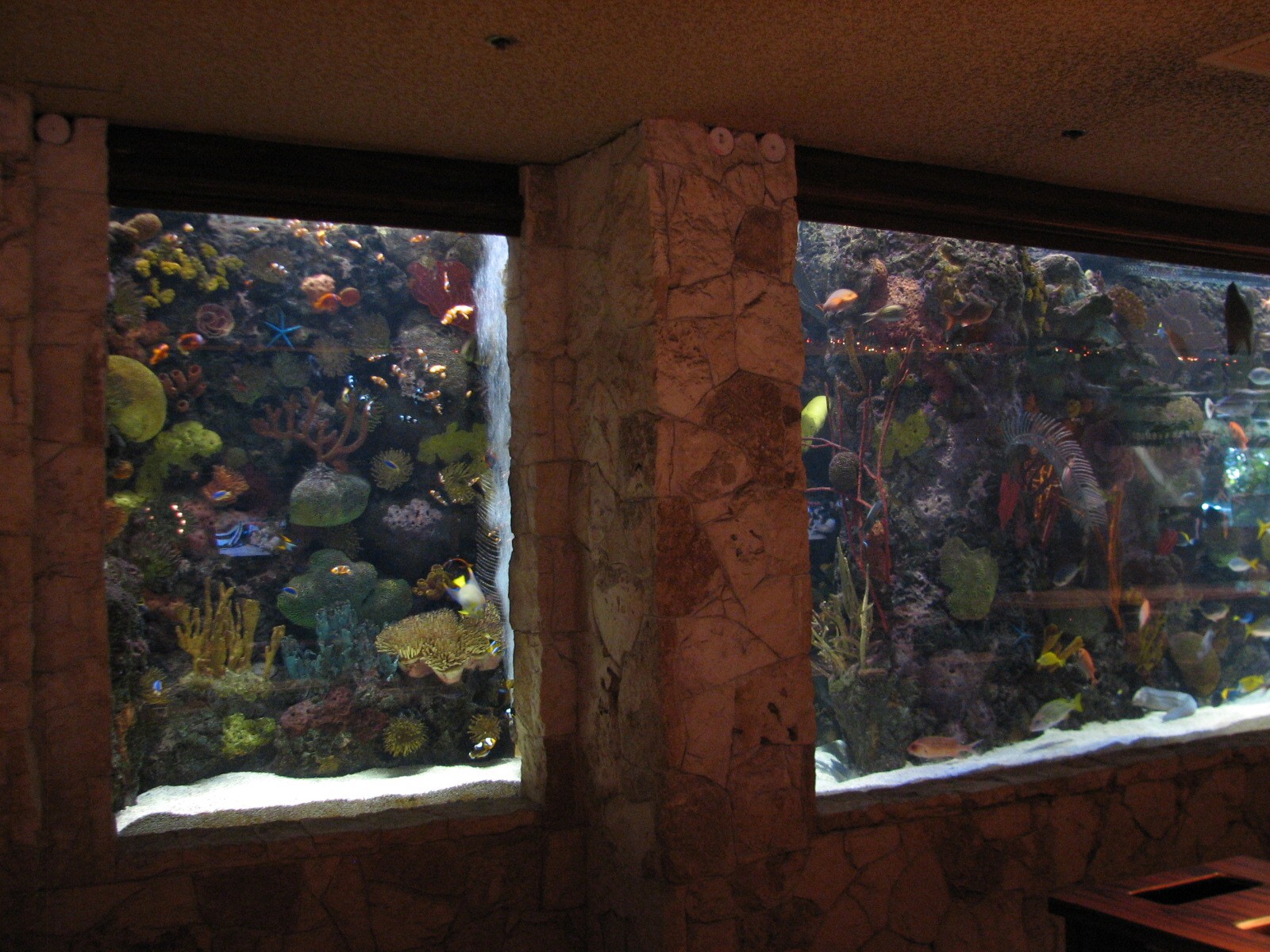 Registration Desk Aquarium at Mirage Hotel Casino in Las Vegas