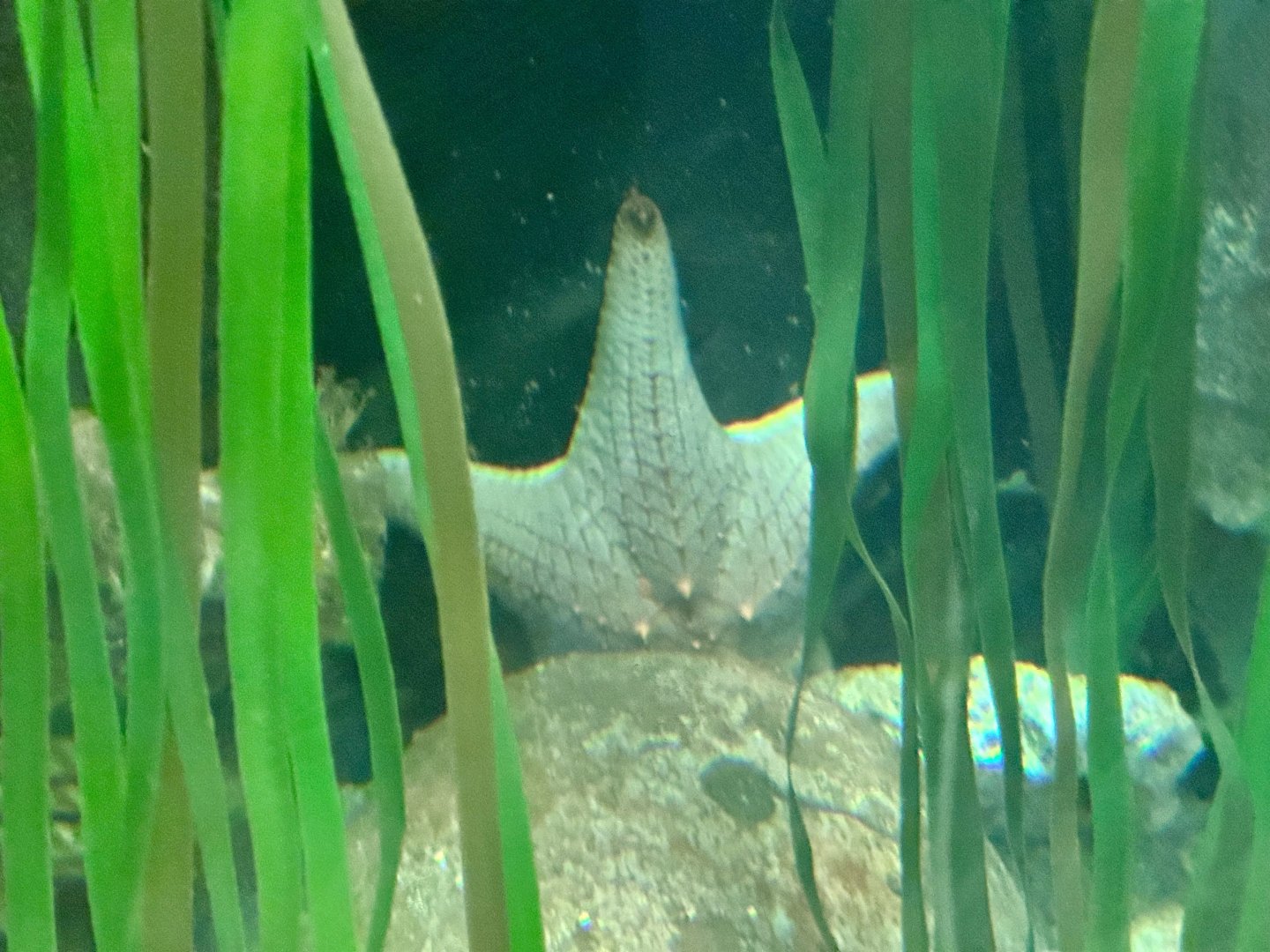 Regular star (Pentaceraster regulus)