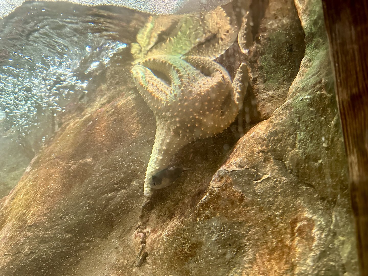 Regular star (Pentaceraster regulus)