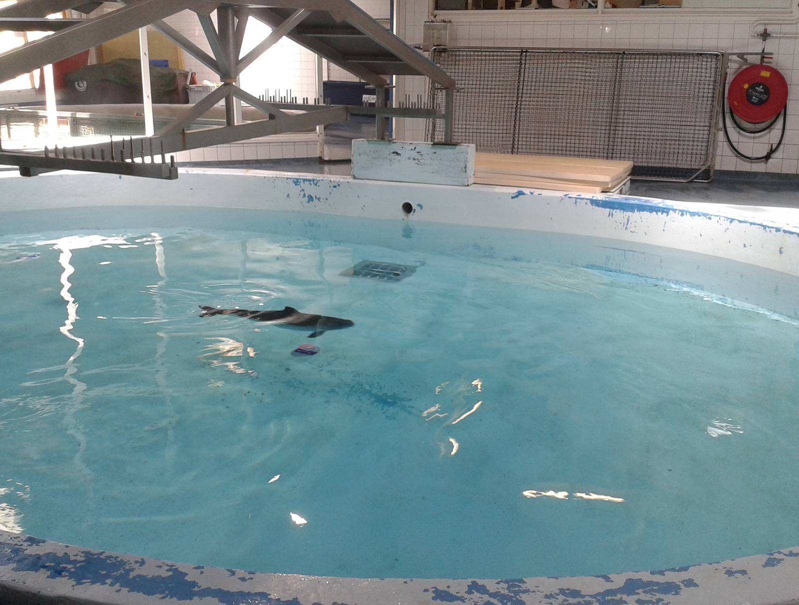 rehab-enclosure porpoise