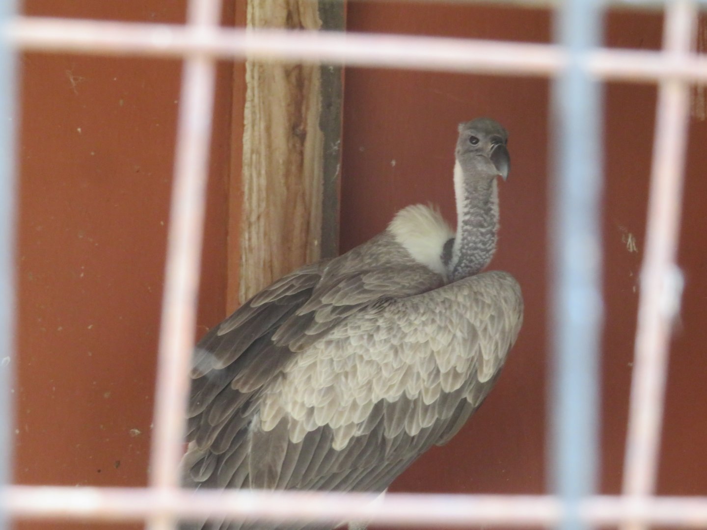 Rehab Vulture