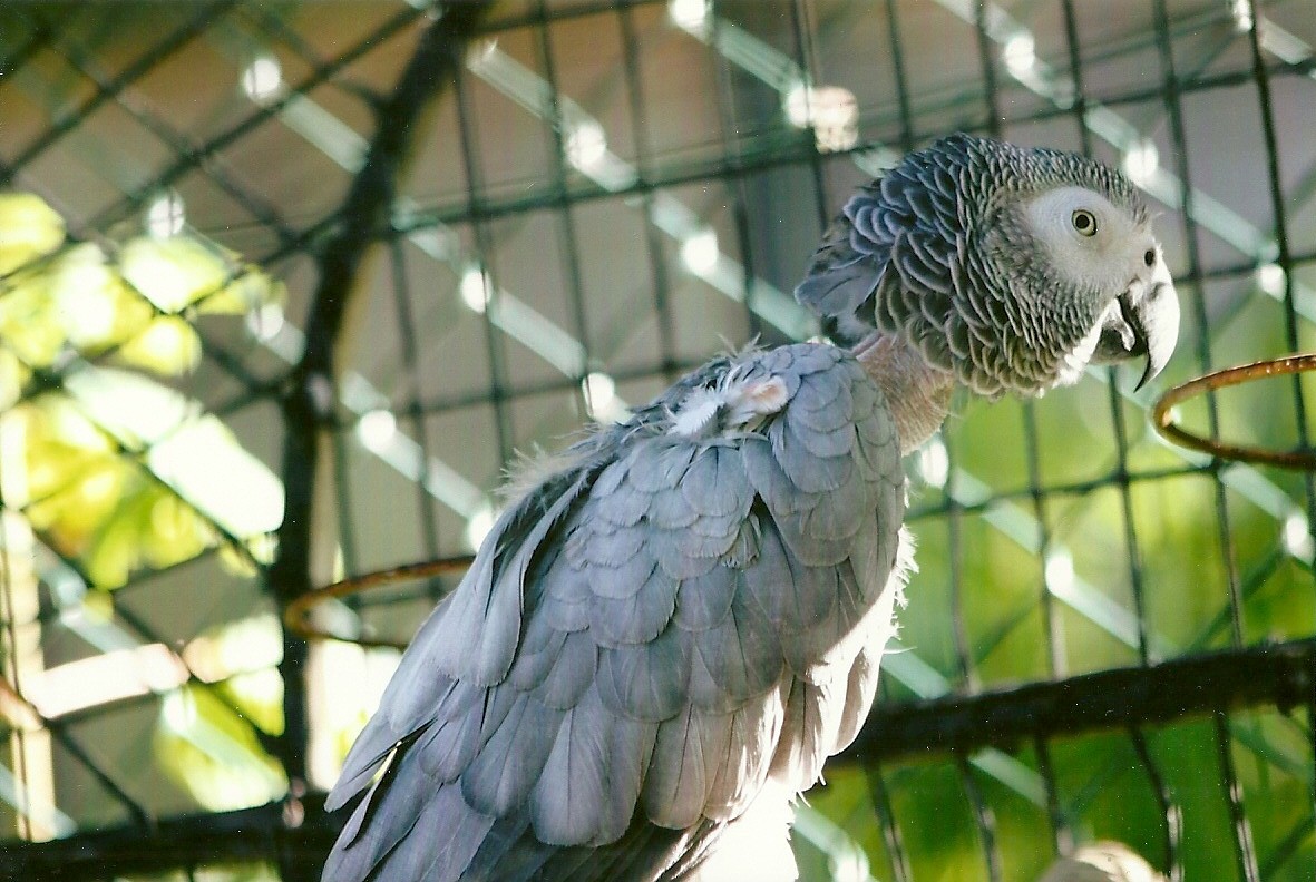 Rehomed African Grey Parrot 13th September 2012