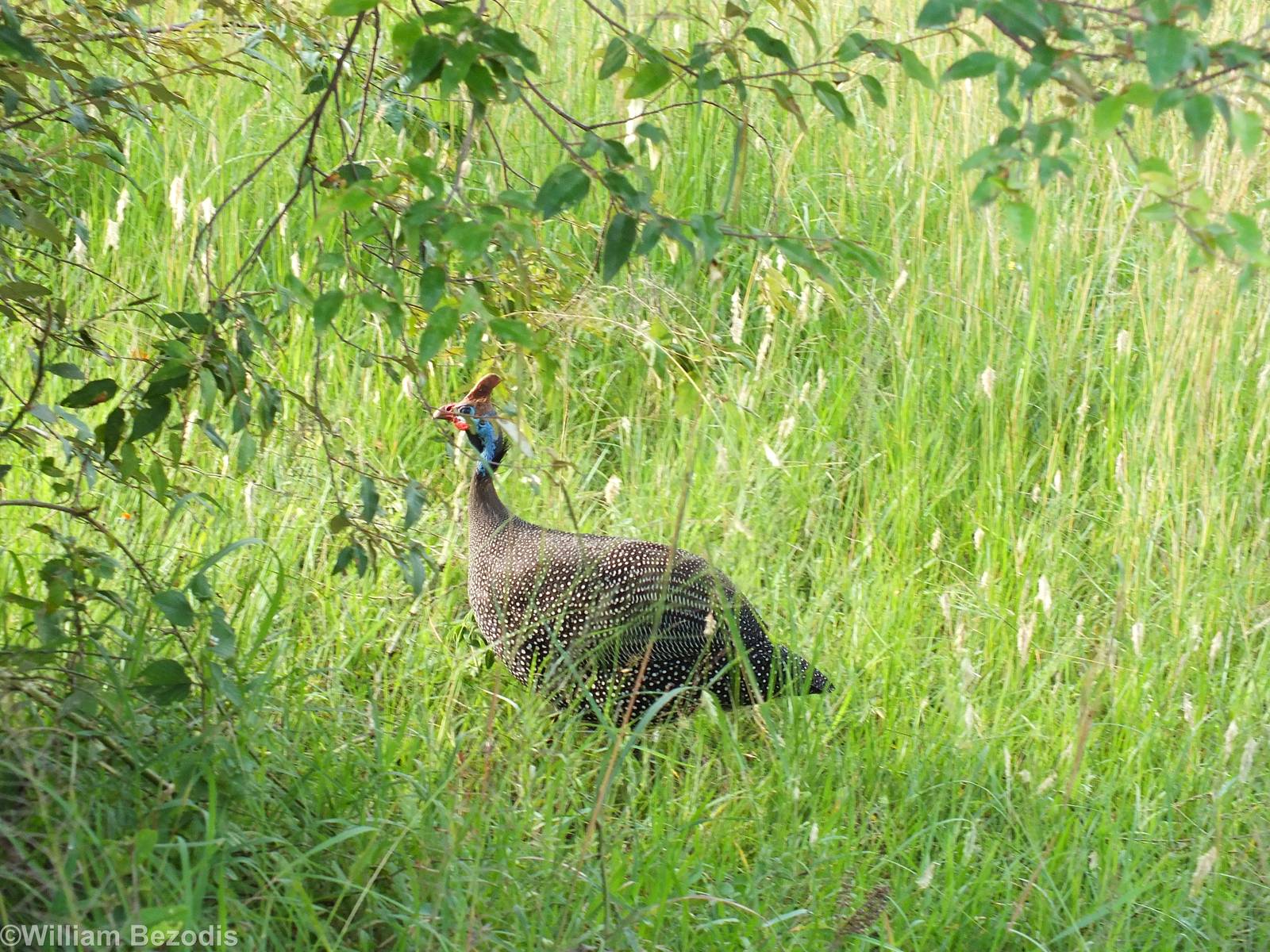 Reichenow?s Guineafowl - Maasai Mara