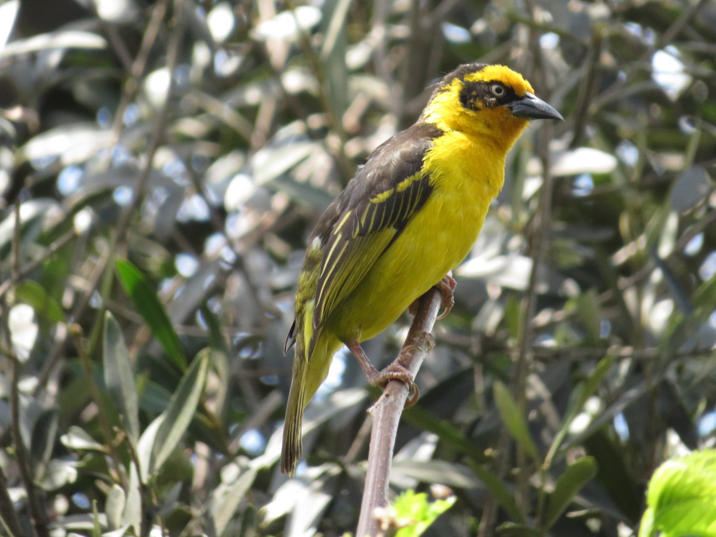 Reichenow's Baglafecht Weaver (Ploceus baglafecht reichenowi)