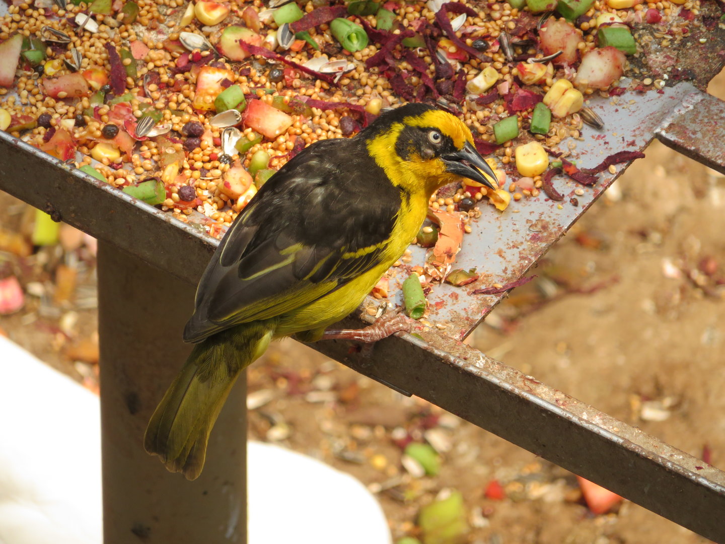 Reichenow's Baglafecht Weaver (Ploceus baglafecht reichenowi)