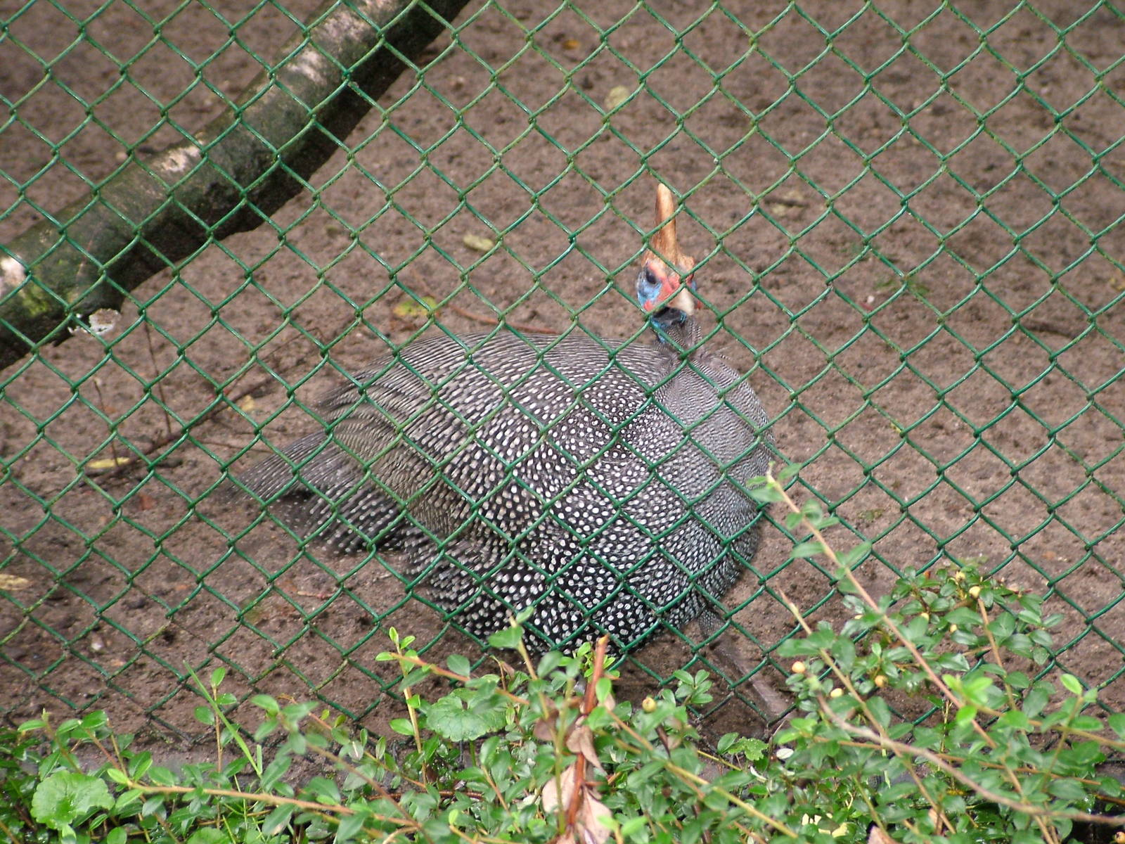 Reichenow's Guinea Fowl at Burgers Zoo Arnhem, 29/08/10