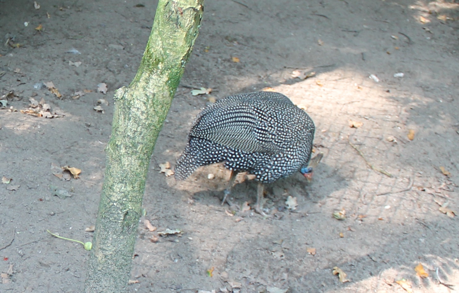 Reichenow's guineafowl