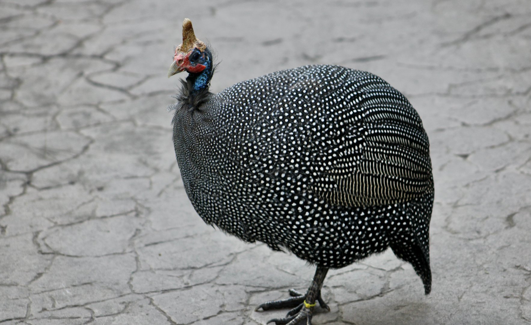 Reichenow's Helmeted Guineafowl (Numida meleagris reichenowi)