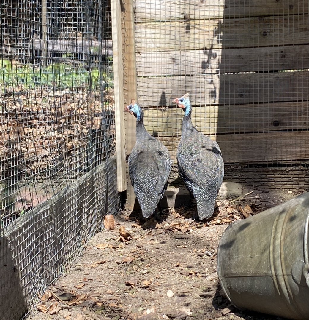 Reichenow’s Helmeted Guineafowl (Numidia Meleagris Reichenowi)