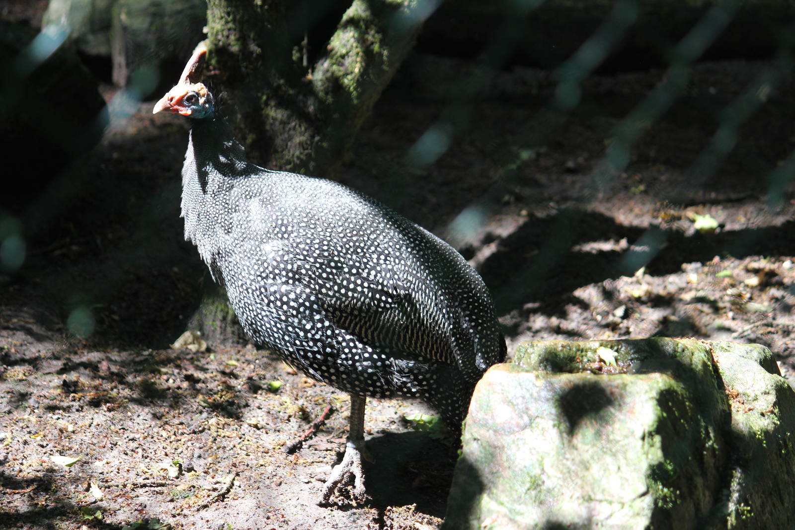 Reichenow's helmeted guineafowl