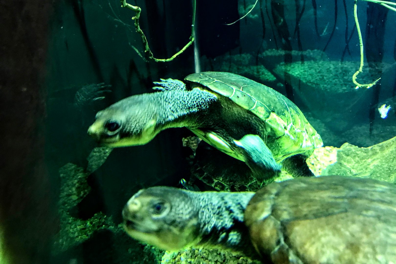 Reimann's Snake-necked Turtle