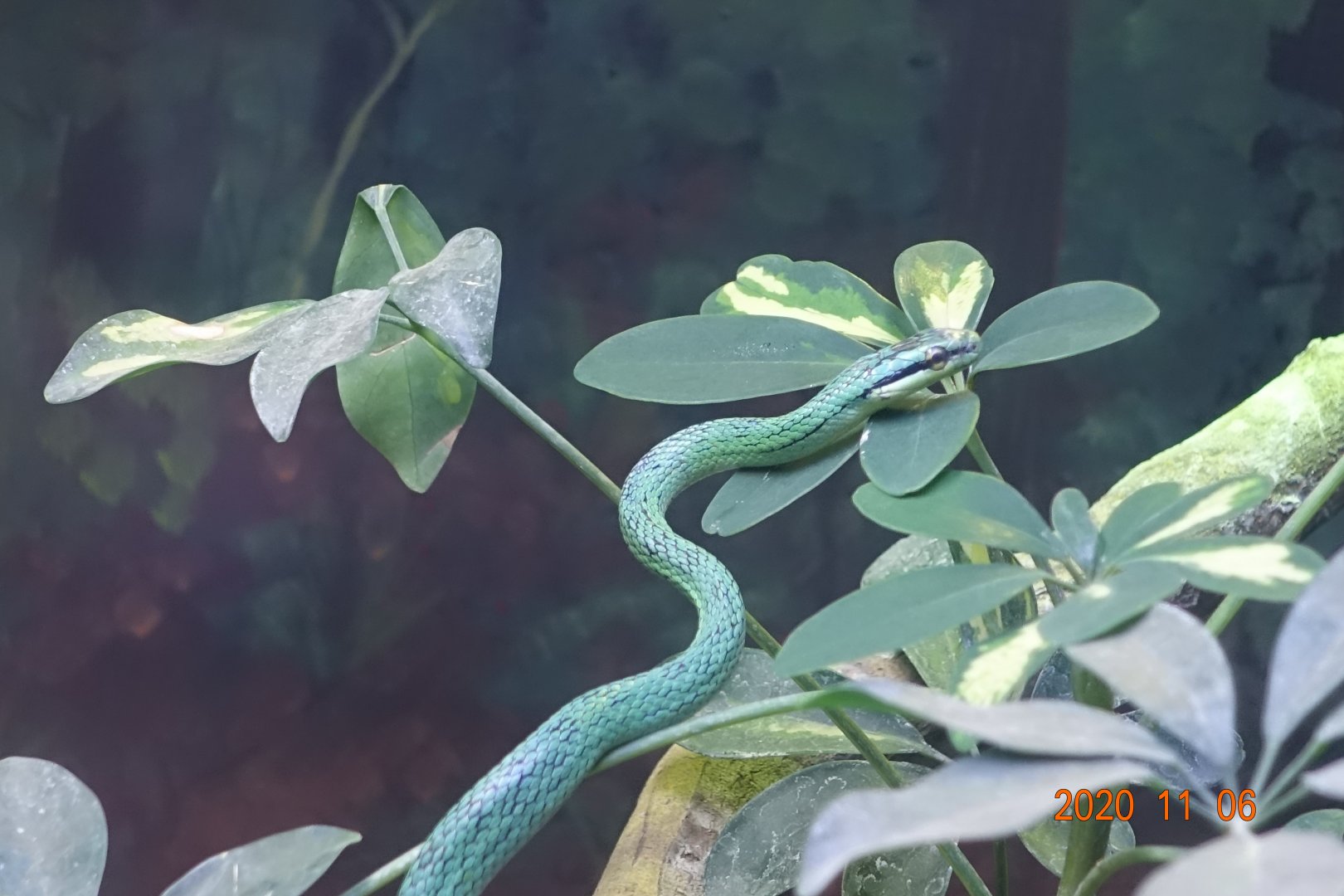 Rein Snake (Gonyosoma frenatum)