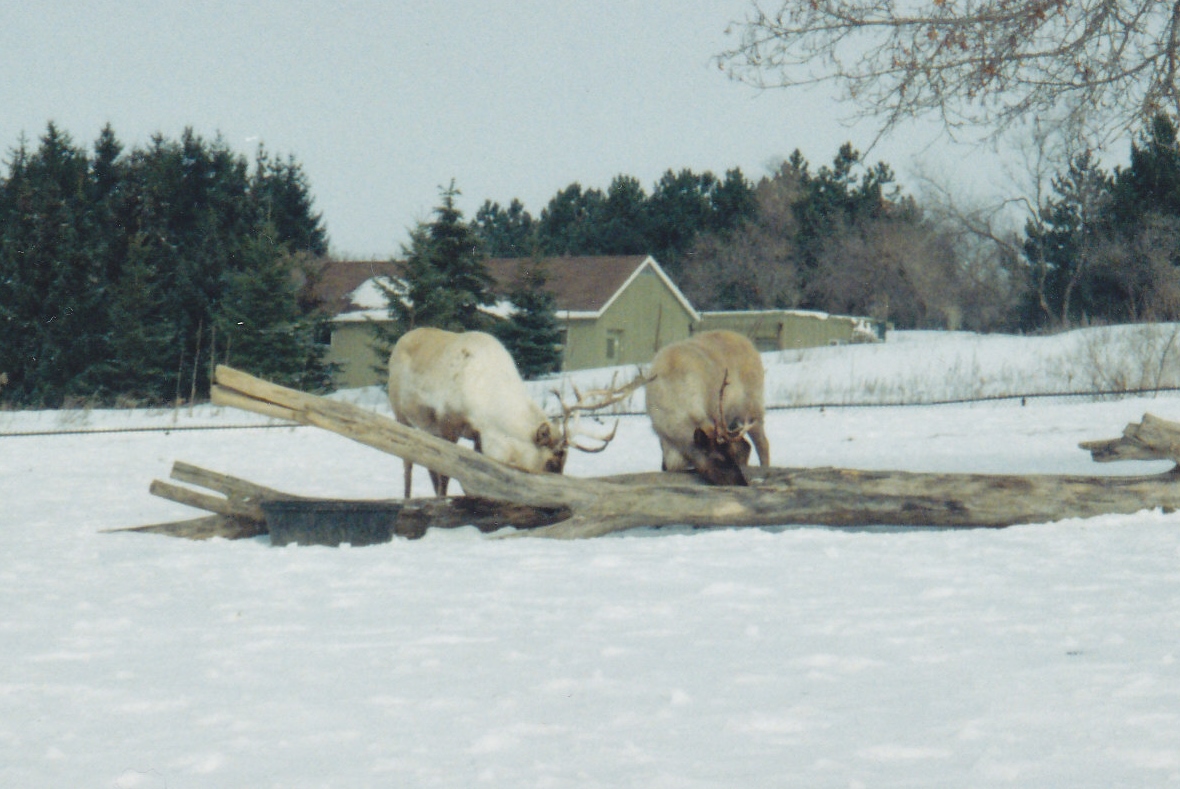 Reindeer 1990's