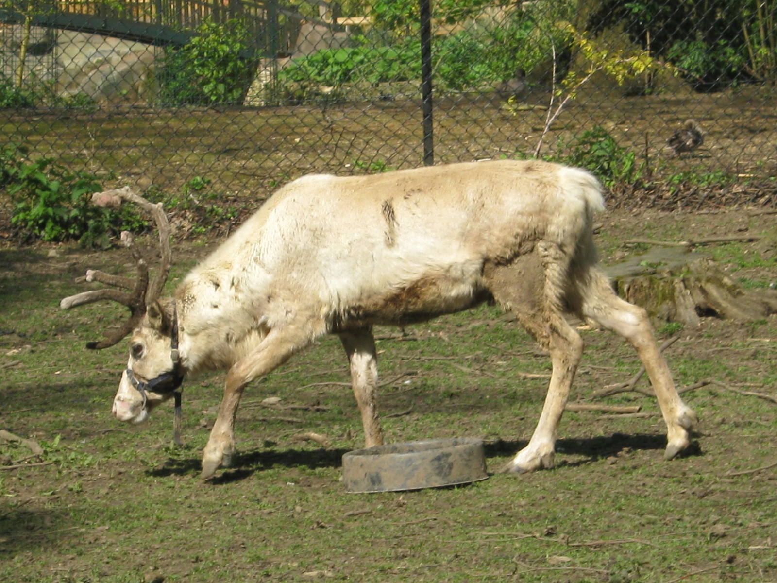 Reindeer 2012.