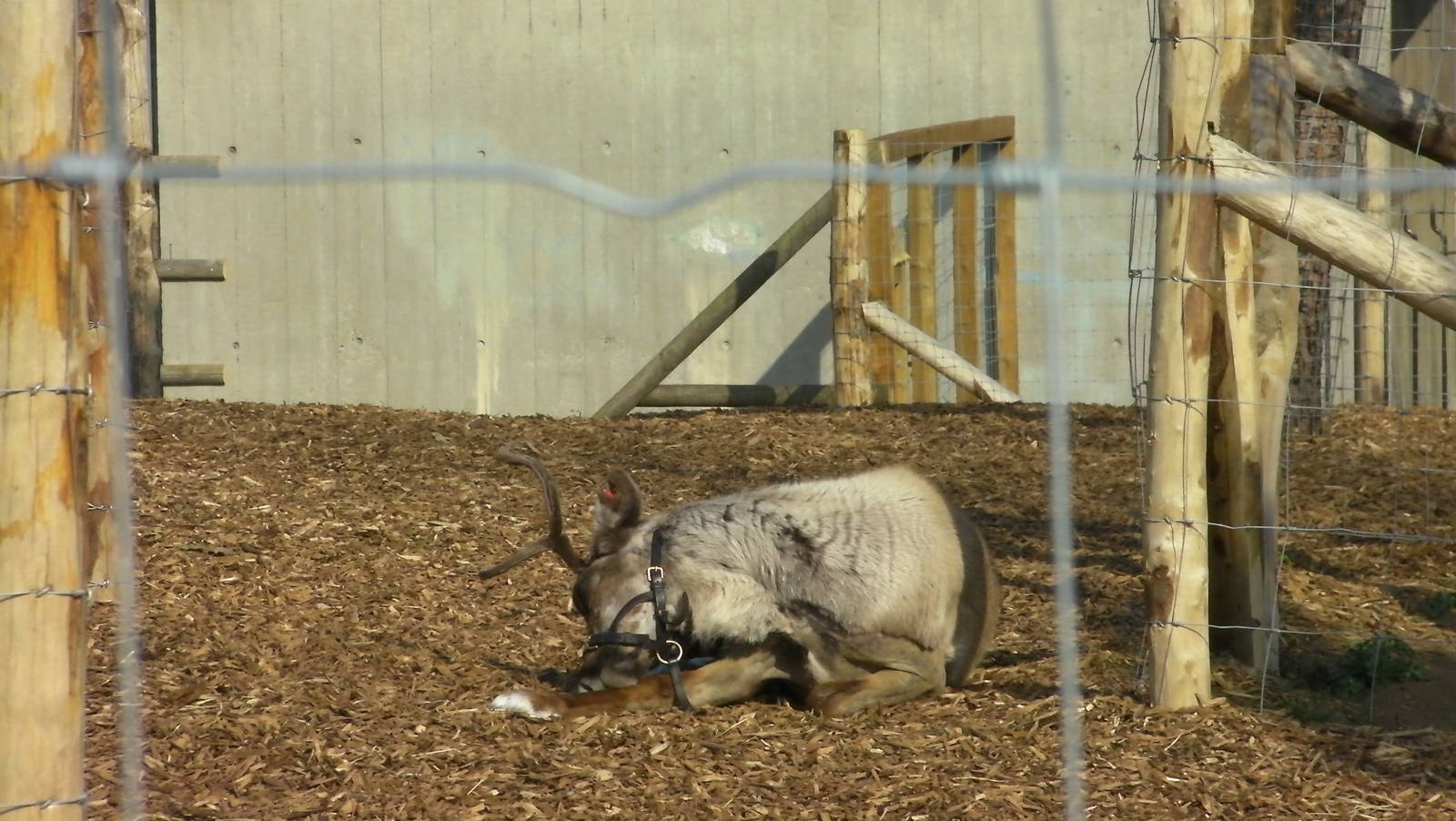 Reindeer - 24.03.2012