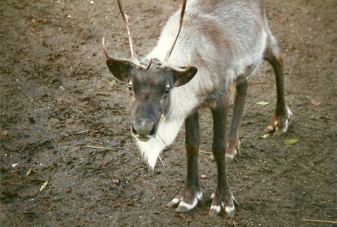 Reindeer 28th October 1995