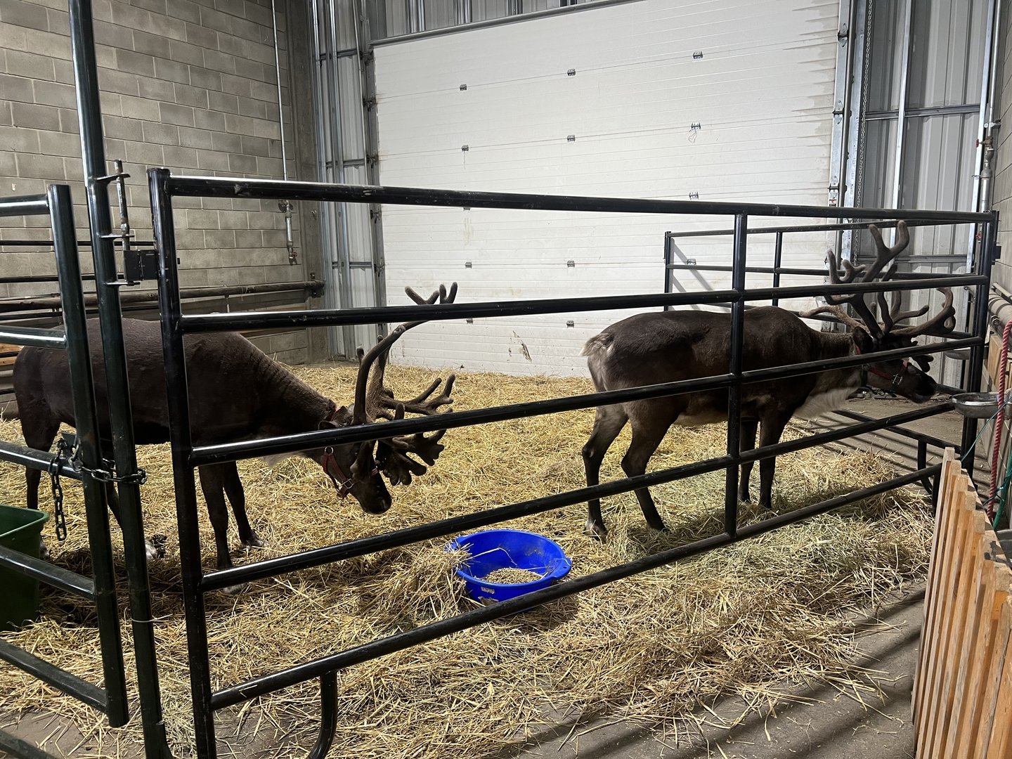 Reindeer - Alaska State Fair