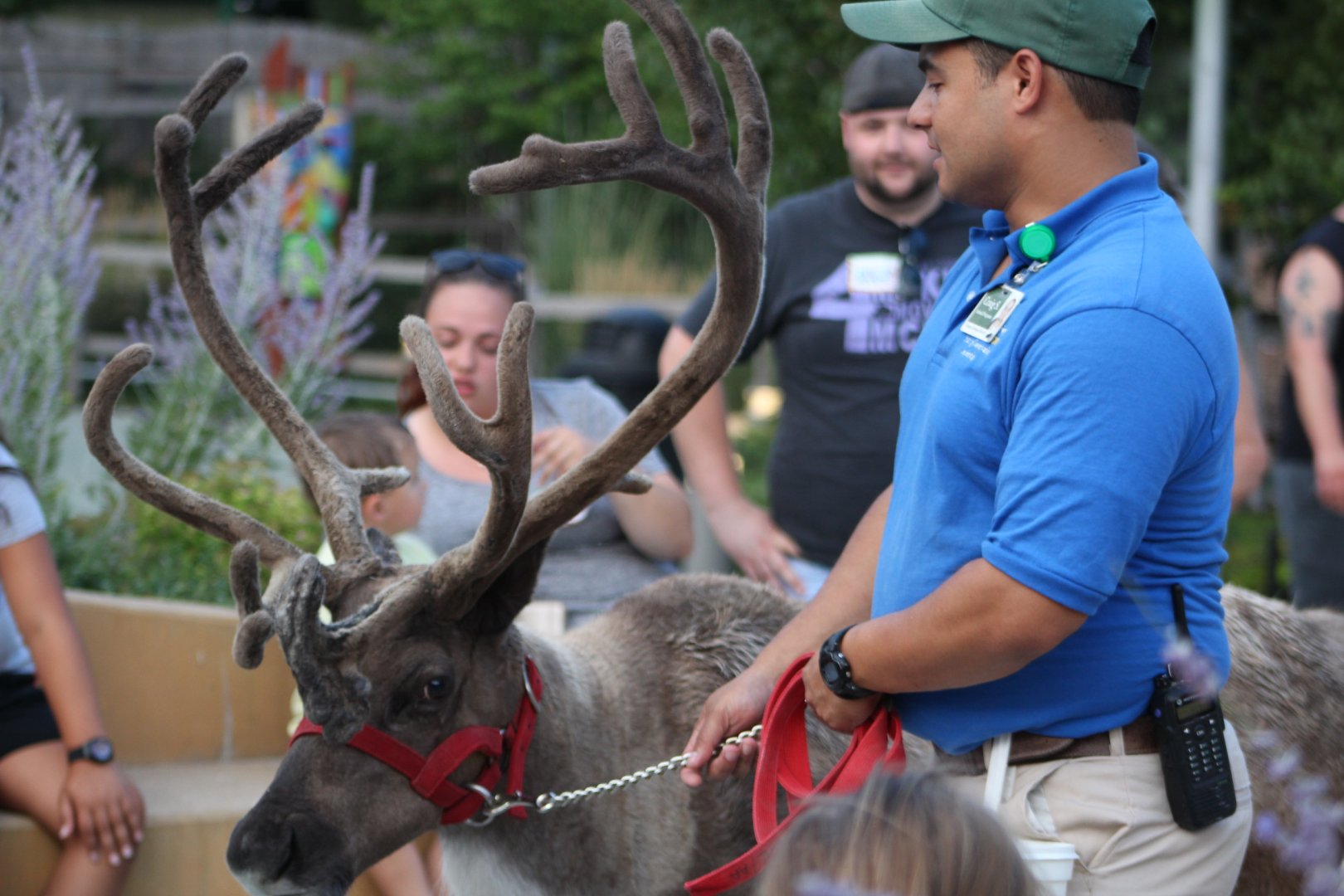 Reindeer Amassador - Wild Encounters