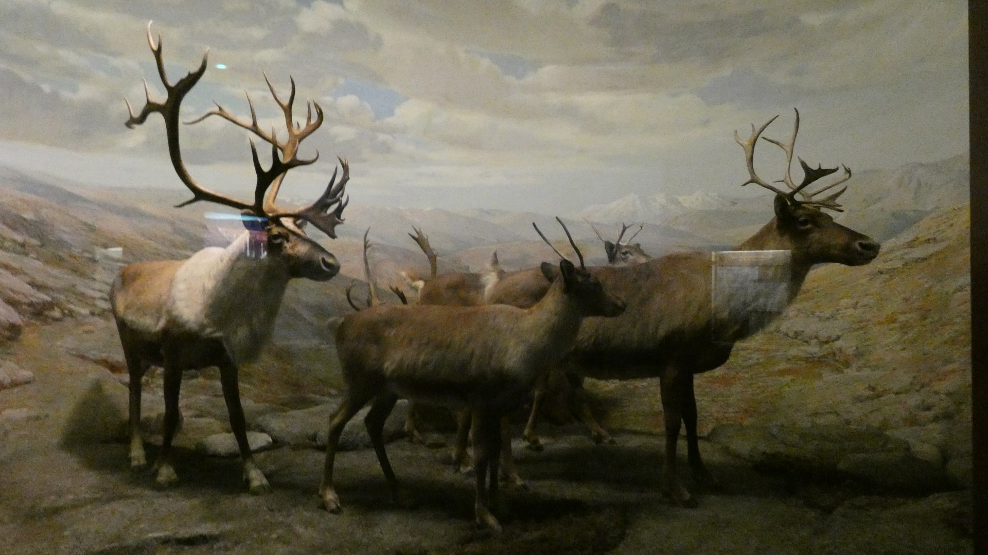 Reindeer, American Wilderness Gallery - Feb. 2022