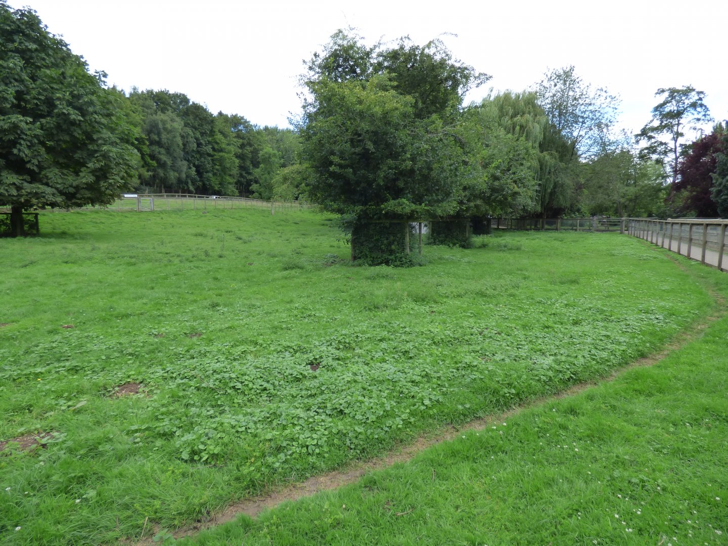 Reindeer and Beennet's Wallaby Paddock