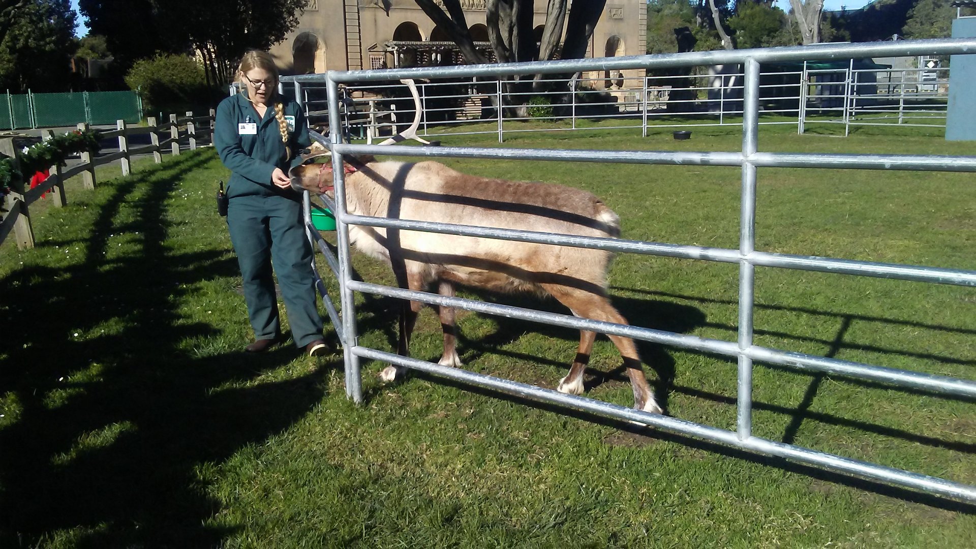 Reindeer and keeper