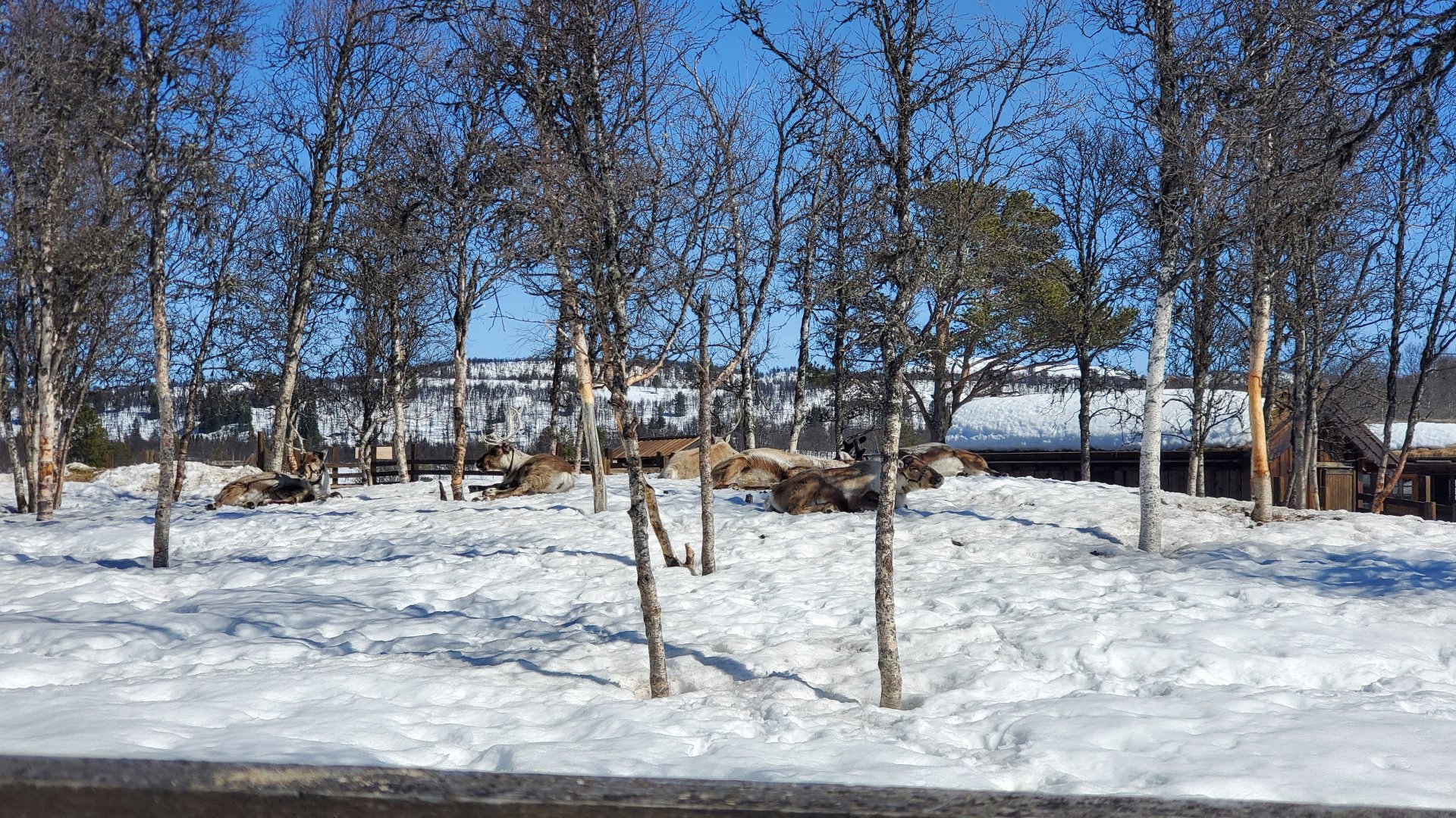 Reindeer - April 2023