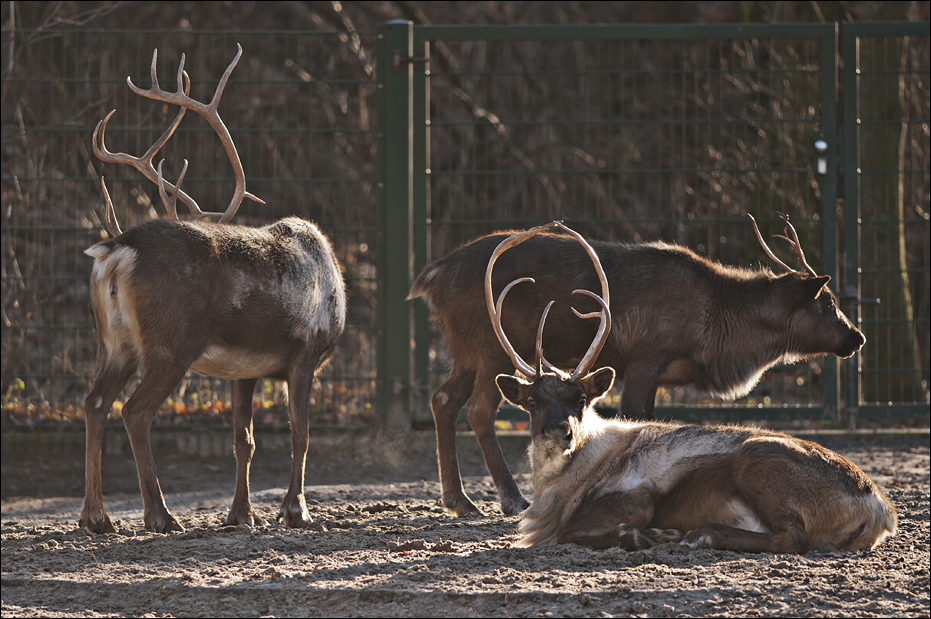 Reindeer at Berlin Tierpark