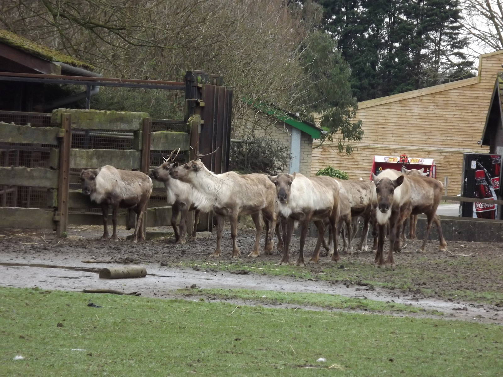 Reindeer at Blackpool Zoo 11/03/12