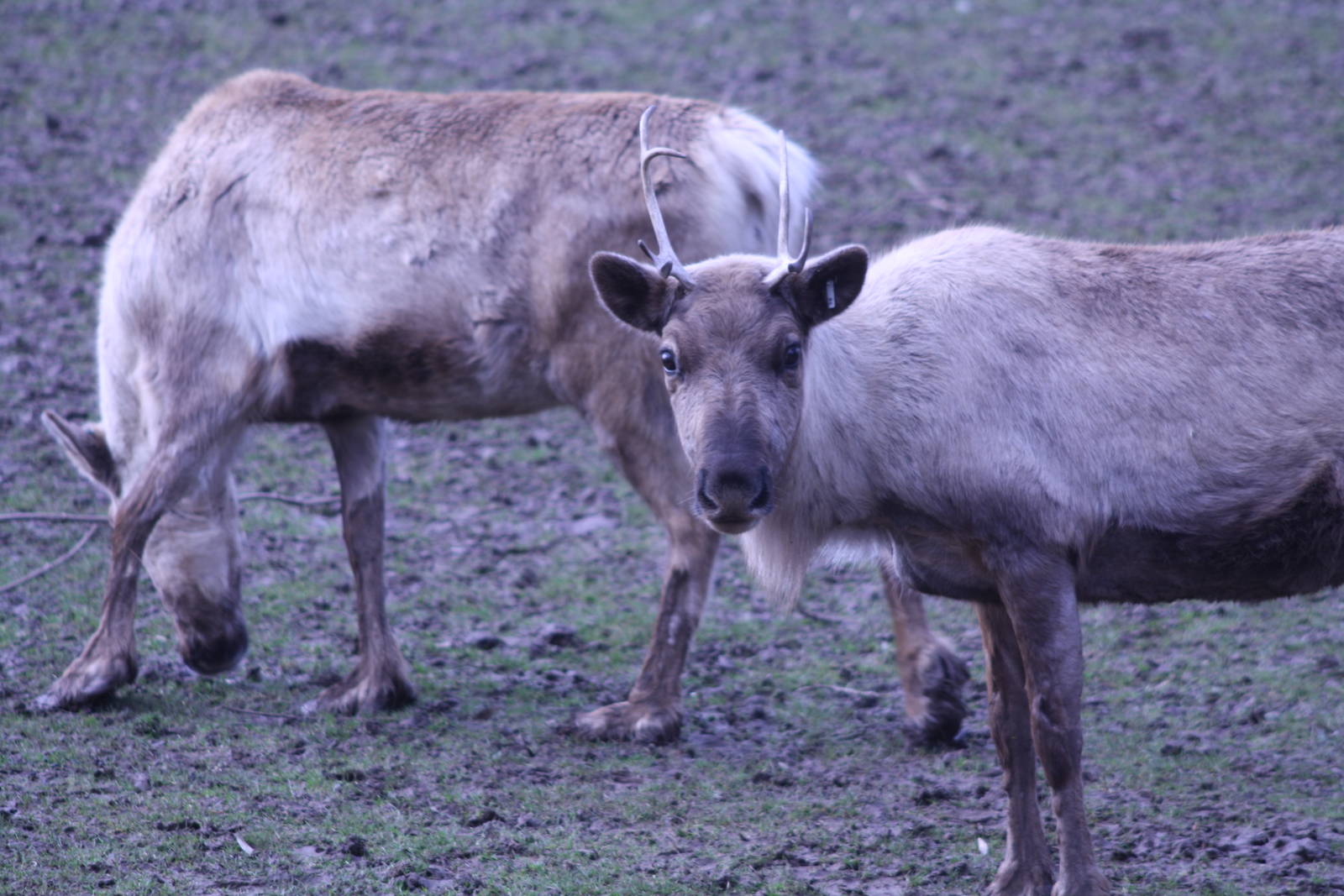 Reindeer at Blackpool Zoo, 20/02/14